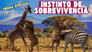 🦁 Instinto Final Quando a Presa Enfrenta o Predador na Savana Africana - COMPLETO