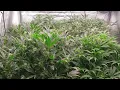 Grow Journal Day 53-59
