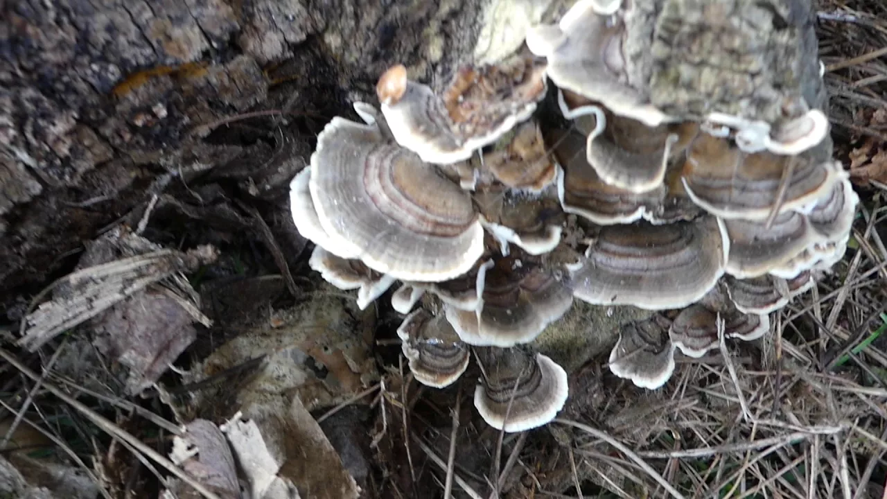 How To ID Turkey Tails