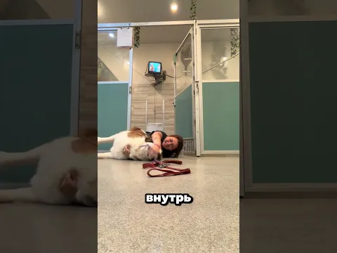Пёс показал сотруднице своё джиу-джитсу