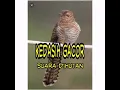 Download Lagu Suara Asli Burung Kedasih diHutan