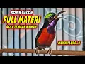 KOLIBRI NINJA GACOR FULL TONJOLAN BELALANG EMAS !! PANCINGAN KONIN AGAR CEPAT EMOSI BONGKAR ISIAN