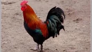                                                 دندنها