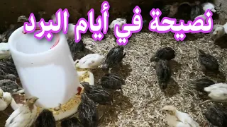 نصيحة لكل مبتدأ في تربية السمان في البرد 