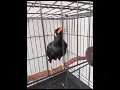Download Lagu burung beo pinter #shorts