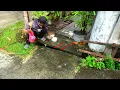 Lagu WARGA MARAH SAYA DILARANG MANCING DISELOKAN DEPAN RUMAH INI,, Gara² saya dapat ikan lele besar besar