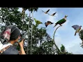 Lagu full video : hunting pergam birds, punai in the middle of the forest