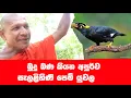 Lagu ආරණ්‍යයෙන් ඇසෙන අපුර්ව ගී නාදය