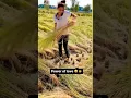 Download Lagu power of love 😂#shortvideo #youtubeshorts #farming #farmer #sonikasms