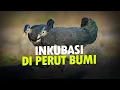 Download Lagu Inkubasi di Perut Bumi #AlamSemenit
