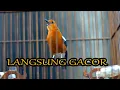 Download Lagu ANIS MERAH GACOR - PANCINGAN ANIS MERAH MACET