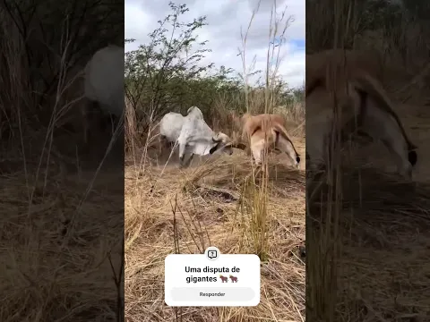 Uma disputa de gigantes 🐂🐂 #viral #gado #shortvideo #fazenda #pecuarista #agro
