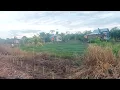 Download Lagu HAMA ULAT MENYERANG TANAMAN PETANI TRASMIGRASU SEPUNGGUR
