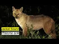 Lagu শিয়ালের ডাক | Jackal Call | Jackal Sound | Siyar ki Awaz | Siyaler Dak | Gidar Voice @wildindiamit​