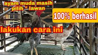 Download cara mengatasi ayam muda yang pilih pilih lawan#081291544784 MP3