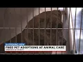 Greenville County Animal Care holds free adoption