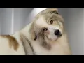 WARNING You May Get Lost in This Dogs Floof Great Pyrenees