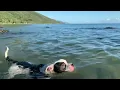 Download Lagu Dog gets eaten by a crocodile
