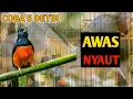 Download Lagu PANCINGAN PAGI HARI MELATIH MENTAL FIGHTER | Pancingan murai batu terbaik