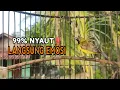 Download Lagu Cuit Cuit Ucekk Ucekk Pembangkit Emosi Sogon Cepat Bunyi Gacor !! AMPUH‼️