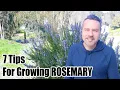 How to Grow Rosemary - 7 Tips for Success