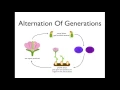 Alternation of Generations angiosperms