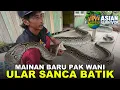 Lagu PAK WANI KEMBALI TAKLUKKAN ULAR EMPAT METER, MENGANCAM USAHA PETERNAKAN LAHAN PERTANIAN TRANSMIGRASI