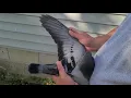 AU 2021 JEDDS 36777