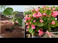 Download Lagu How to propagate begonia plant from cuttings 