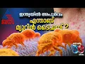 ചെള്ള് പടർത്തുന്ന രോഗം;ഇന്ത്യയിൽ സ്‌ഥിരീകരിക്കുന്നത് അപൂർവ്വം,മ്യൂറിൻ ടൈഫസ് എന്താണ്? | Murine Typhus
