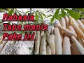 Download Lagu cara mudah membuat tape manis || has jawa