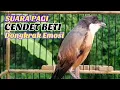 Download Lagu Suara Cendet Betina Menata Lagu Sangat Cocok Buat Rangsang Emosi Cendet Jantan Agar Cepat  Bunyi