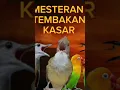 Lagu masteran tembakan kasar#birds #muraibatu vidioshort#kicaumania