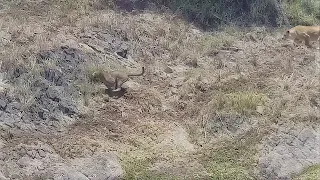 Male leopard walks straight into a lioness