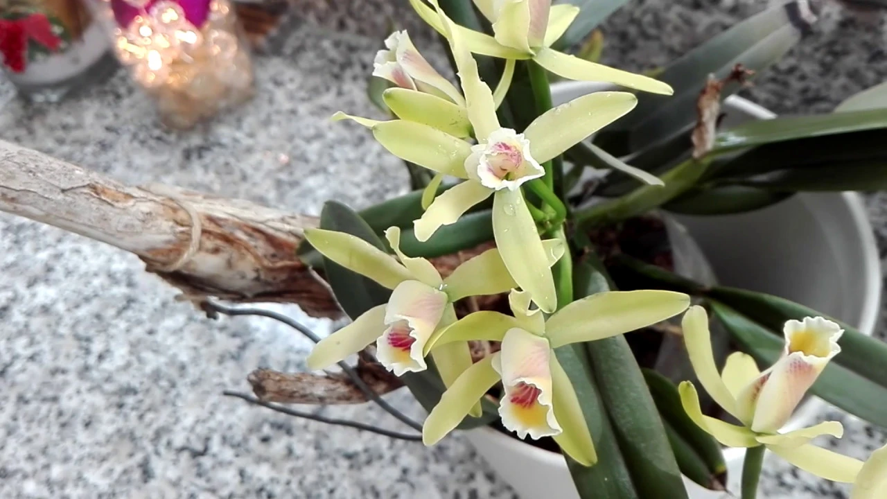 CUIDADOS DE UNA ORQUIDEA CATTLEYA LUTEOLA
