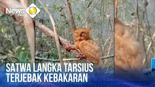 Satwa Langka Tarsius Terjebak Kebakaran | BULETIN iNEWS PAGI