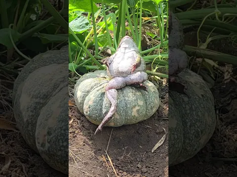 ฮามากกบนั่งเฝ้าฟักทอง So hilarious—sitting there keeping watch over the pumpkin!#ขำๆ