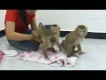 Amzing Three Lovely Pet Donal Molly & Zuji Wear New-Design Color Set Stand Like APr0