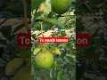 Download Lagu Amazing lemon tree#short#shortvideo#viral#youtubeshorts#lemon#shortfeed#trending#viralshort
