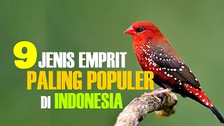 Download 9 JENIS EMPRIT PALING POPULER DI INDONESIA MP3