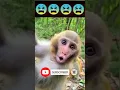 Lagu Baby Monkey Sounds Cute Video 😫|#shorts #viral