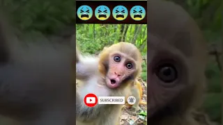 Baby Monkey Sounds Cute Video Shorts Viral 