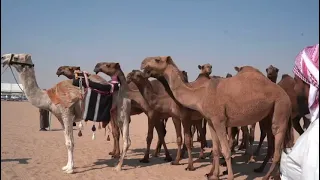 مزاين الكويت 2023 ابل ابن عقاب عيال مرزوق بن عقاب العازمي الحاصله على المركز الاول نخبة النخبه 