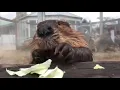 Studies show that watching a beaver eat cabbage lowers stress by 17