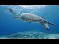 Deep Healing Music, Underwater Relaxation Music, Instant Relief from Stress and Anxiety, Calm Nature