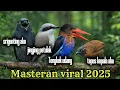 Lagu Masteran viral sepanjang 2025 cocok untuk murai,cucak ijo,pentet bakalan anda bree..