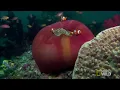 Anemone Killer Fish Traps | World's Weirdest