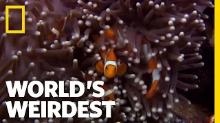Anemone Killer Fish Traps World s Weirdest