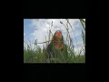 Download Lagu Those Eyes | Story, Status | English Song Lyrics #shorts #song #status #lyrics #aesthetic