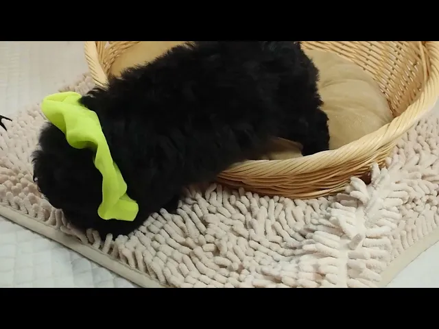 動画